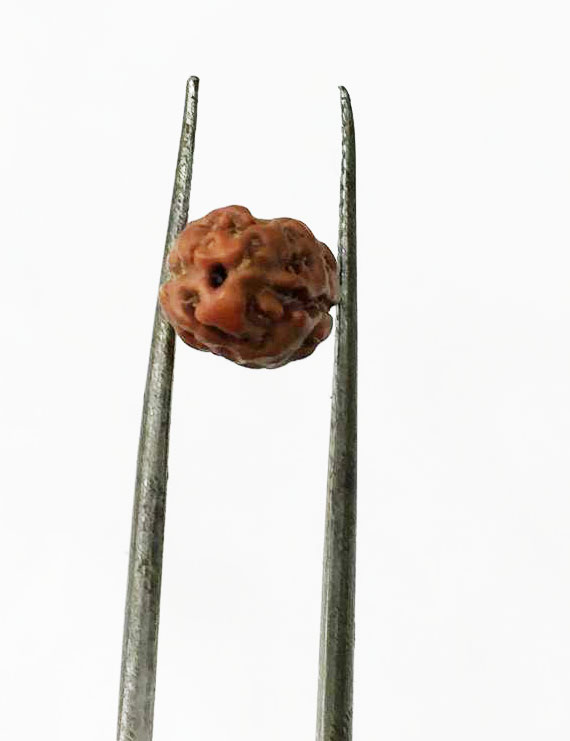 2 Mukhi Indonesian Rudraksha Certified Size-10 to 13mm